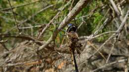 Sivun Hemicordulia australiae (Rambur 1842) kuva