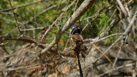 Image of Sentry Dragonfly