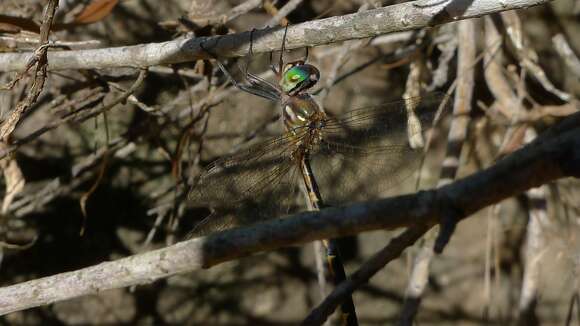 Image of Sentry Dragonfly