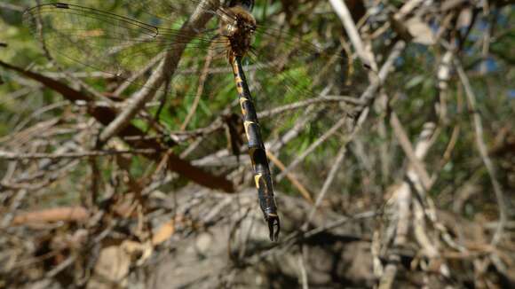 Image of Sentry Dragonfly