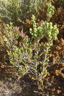 Image of Erica strigilifolia var. strigilifolia