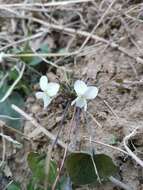 Image of Viola alba subsp. alba