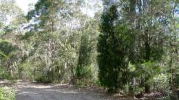 Image of Illawara Mountain Pine