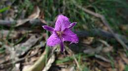 Слика од Thysanotus tuberosus R. Br.