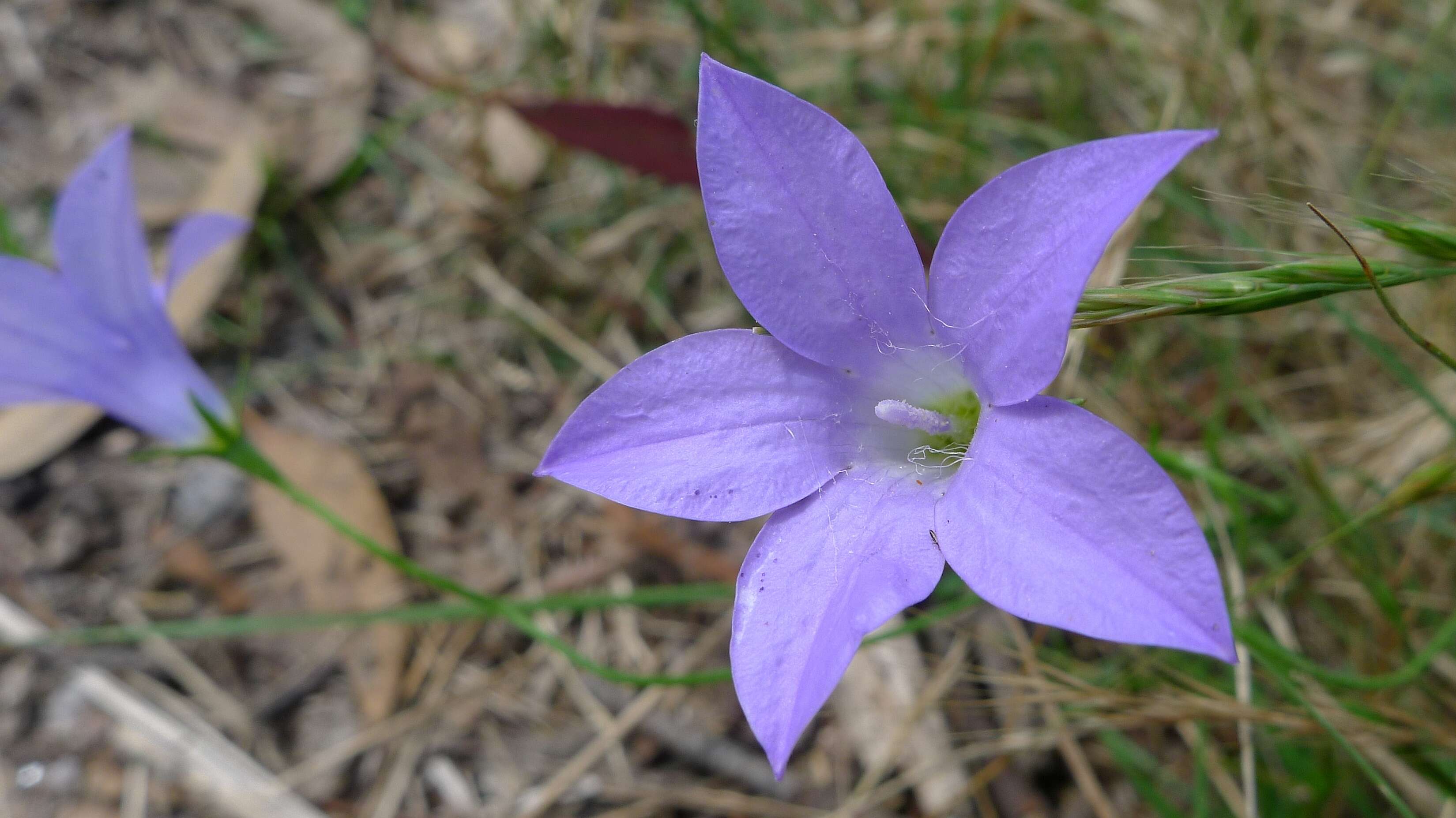 Image of Wahlenbergia stricta (R. Br.) Sweet