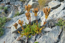 Gentianella angustifolia Glenny的圖片