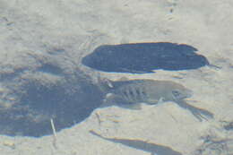 Image of Minckley's cichlid