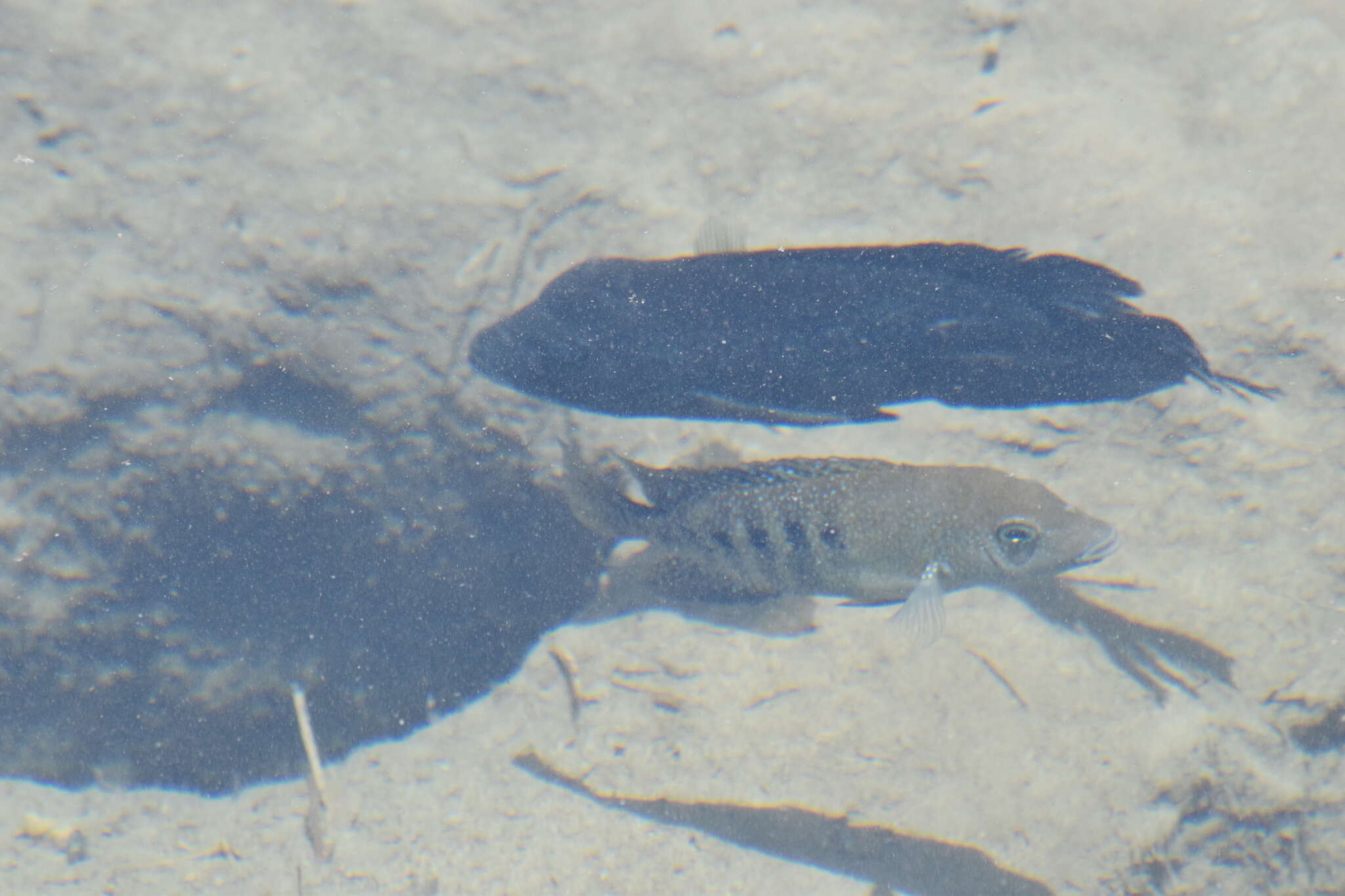 Image of Minckley's cichlid