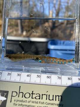 Image of Speckled Darter