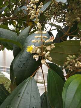 Image of Miconia dodecandra (Desr.) Cogn.