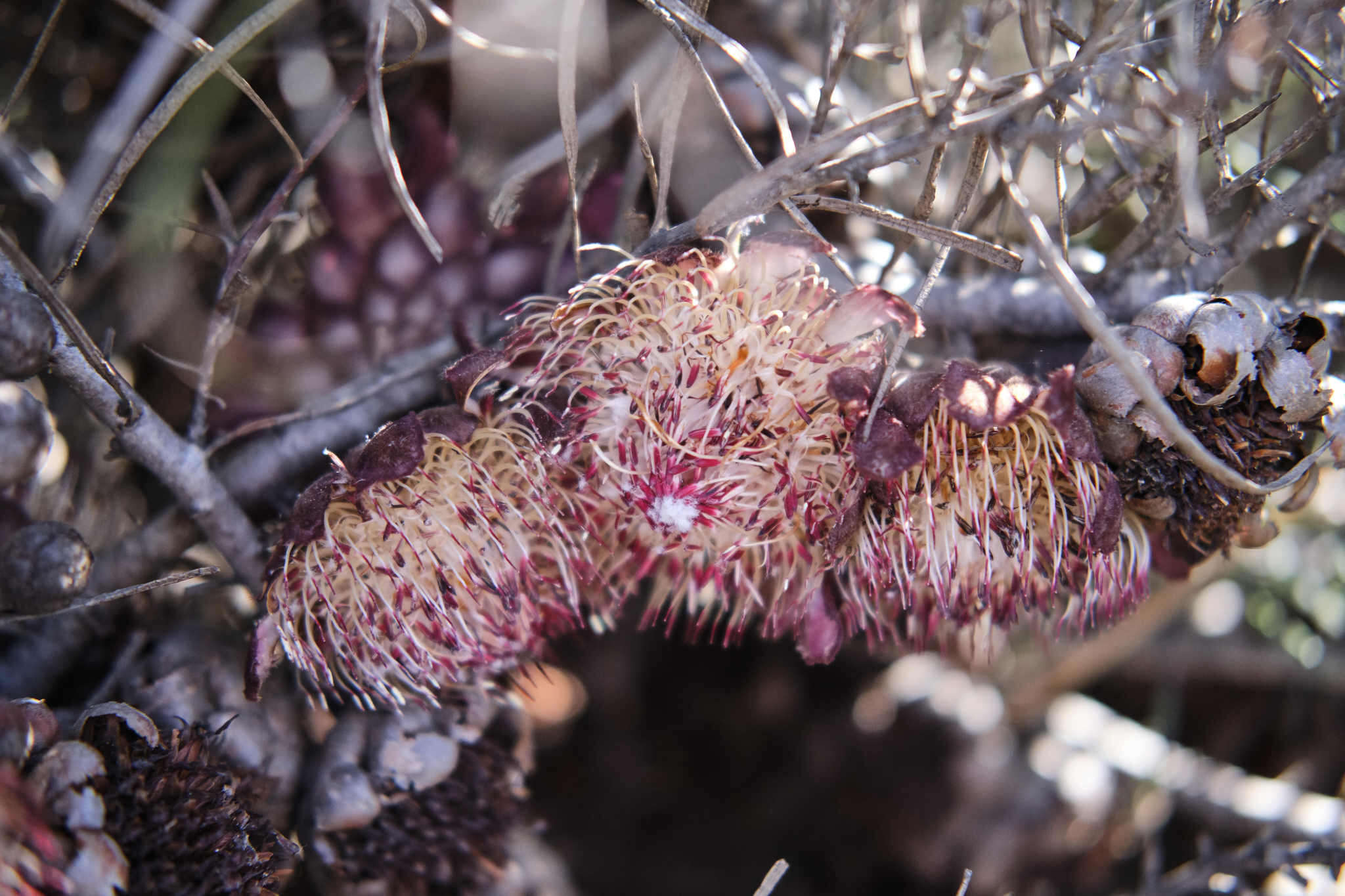 Image of Patent-leaf protea