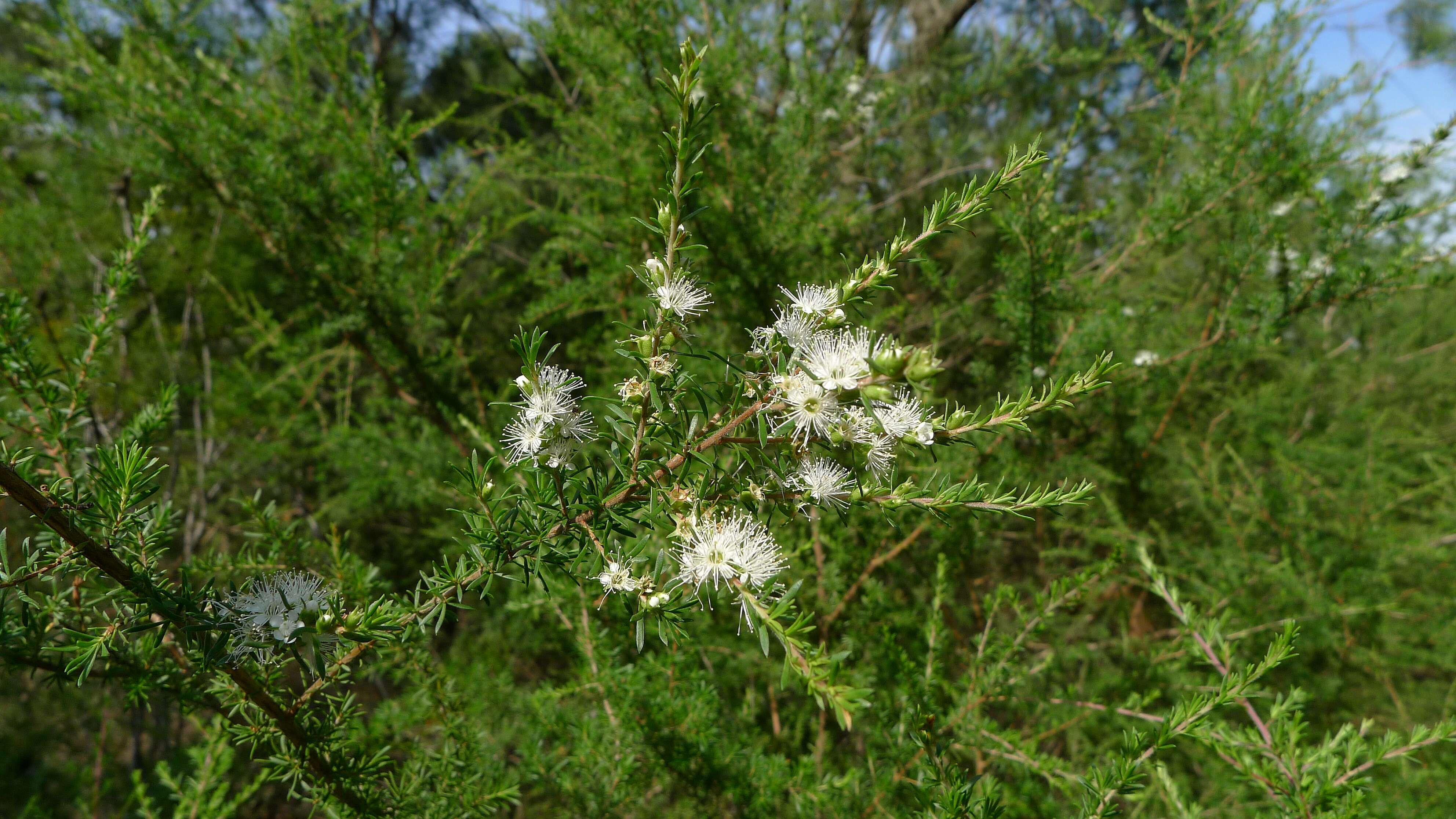 Image de Kunzea ambigua (Smith) Druce