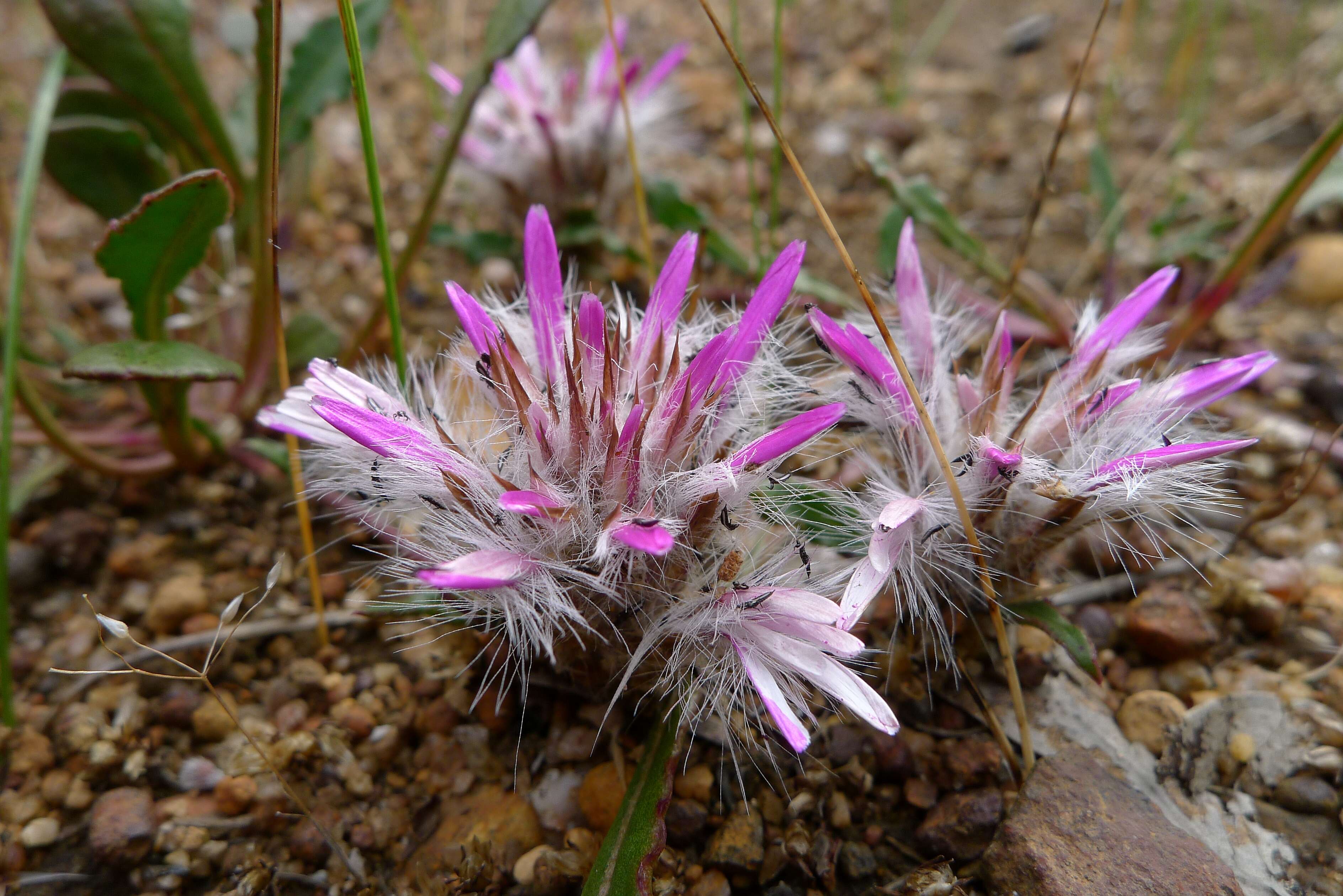 Image of Ptilotus manglesii