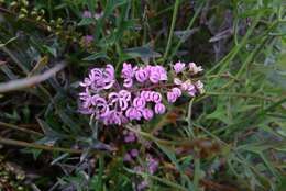 Image of Grevillea leptobotrys Meissn.