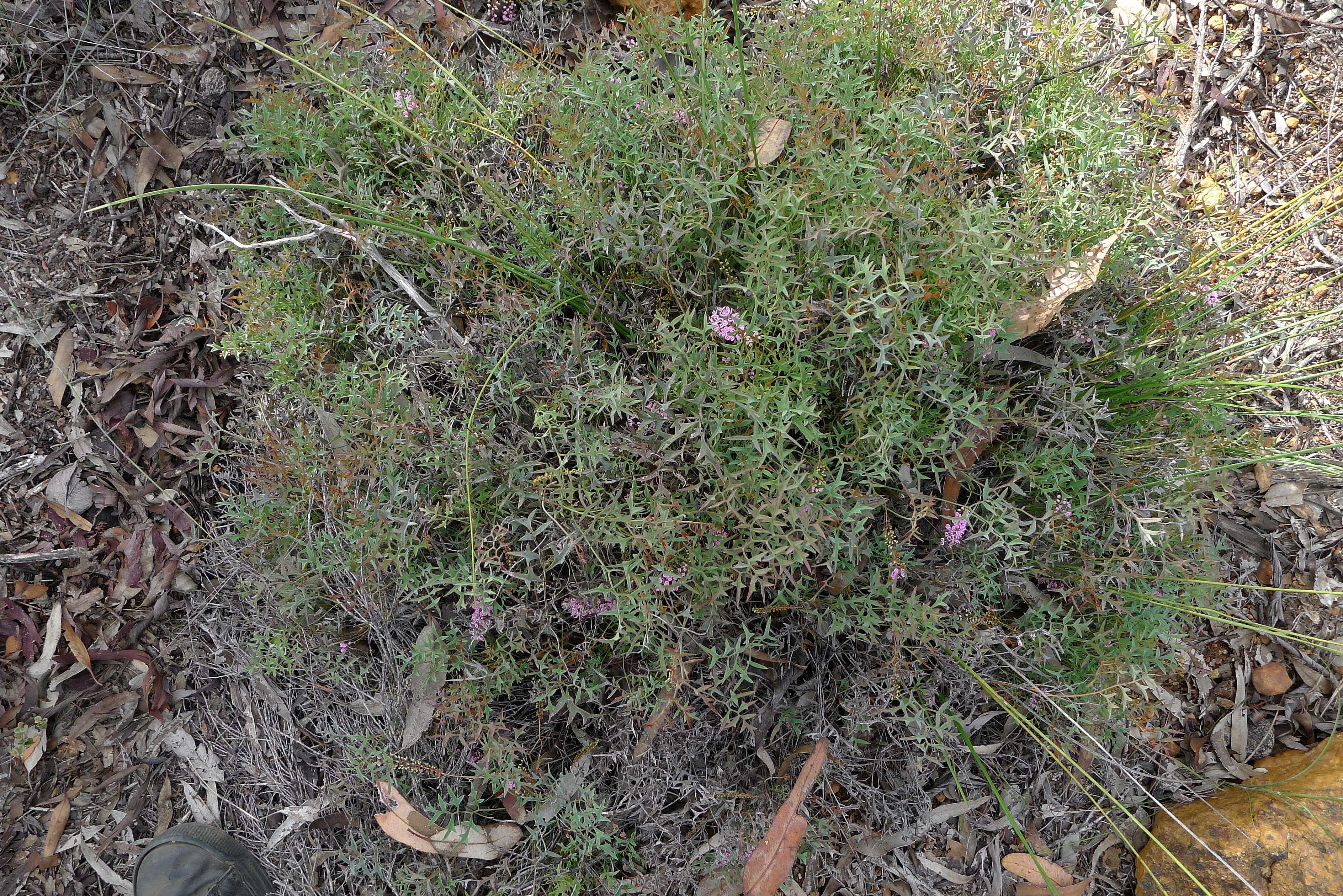 Image of Grevillea leptobotrys Meissn.