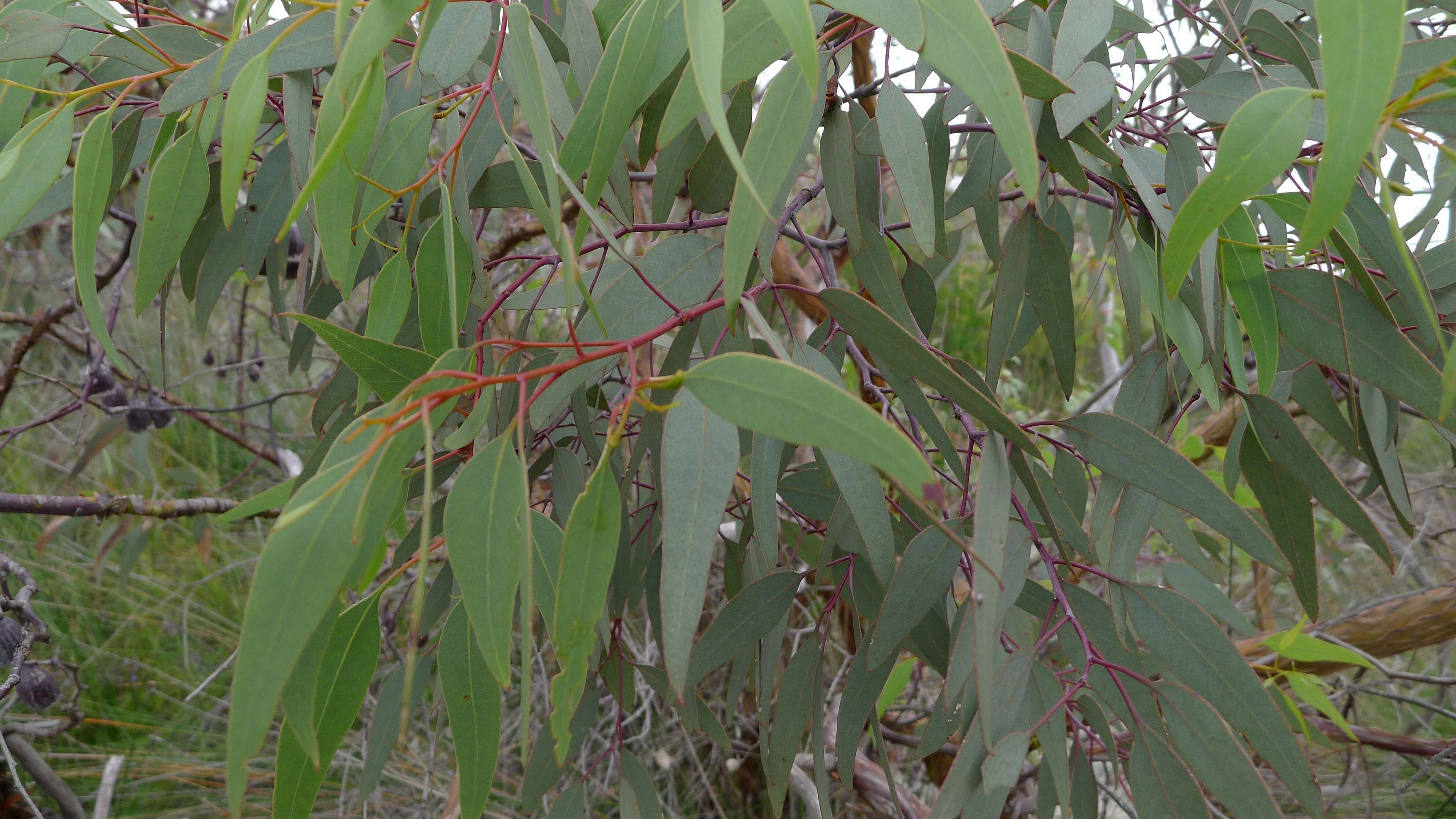 Слика од Eucalyptus caesia Benth.