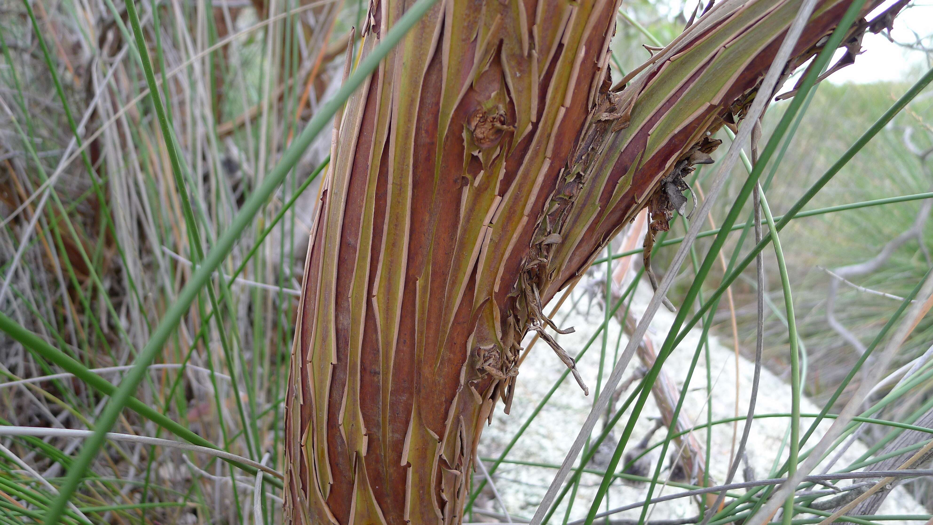 Слика од Eucalyptus caesia Benth.