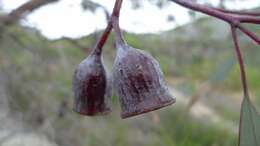 Слика од Eucalyptus caesia Benth.