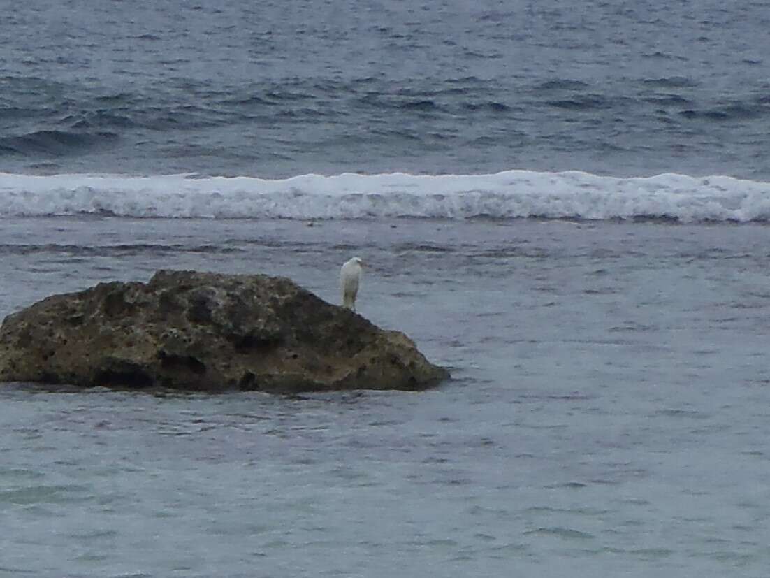 Image of Eastern Reef Egret