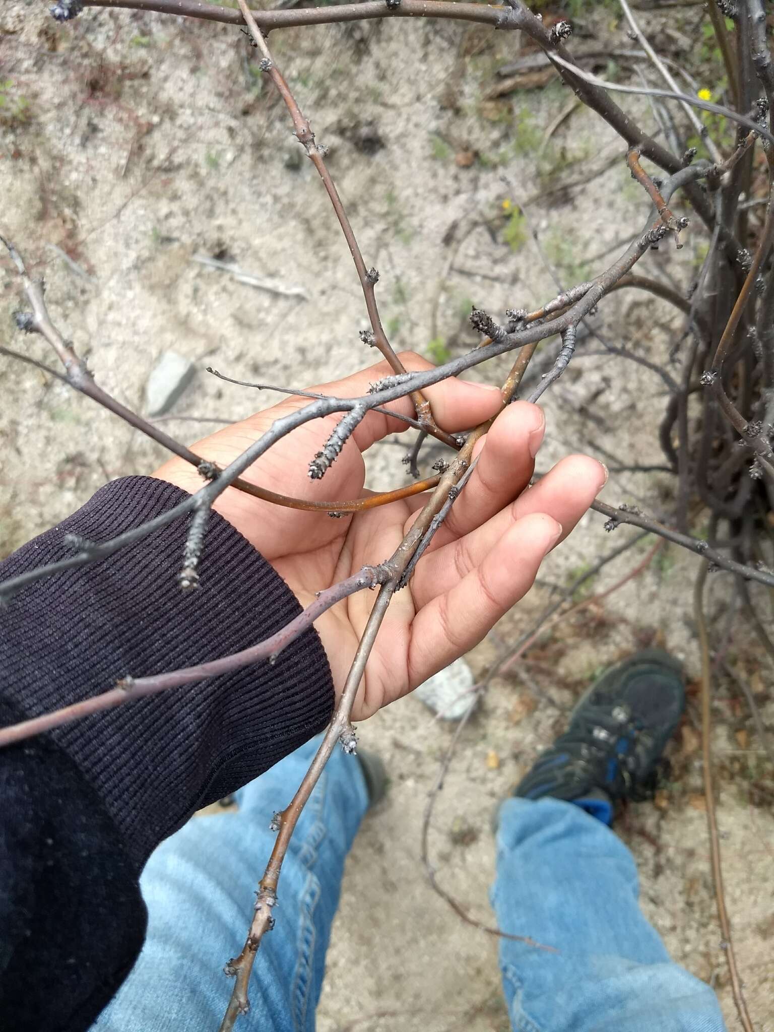 Imagem de Jatropha cardiophylla (Torr.) Müll. Arg.