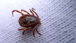 Image of hard ticks