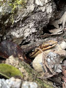 Image of Orange-bellied Racer