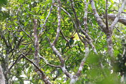 Image of Necklaced Barbet