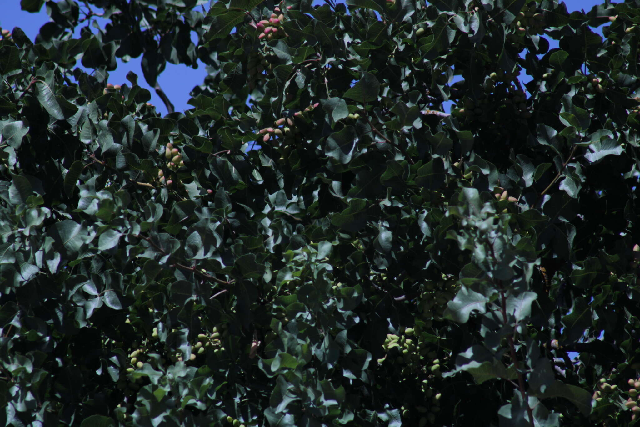 Image of pistachio nut