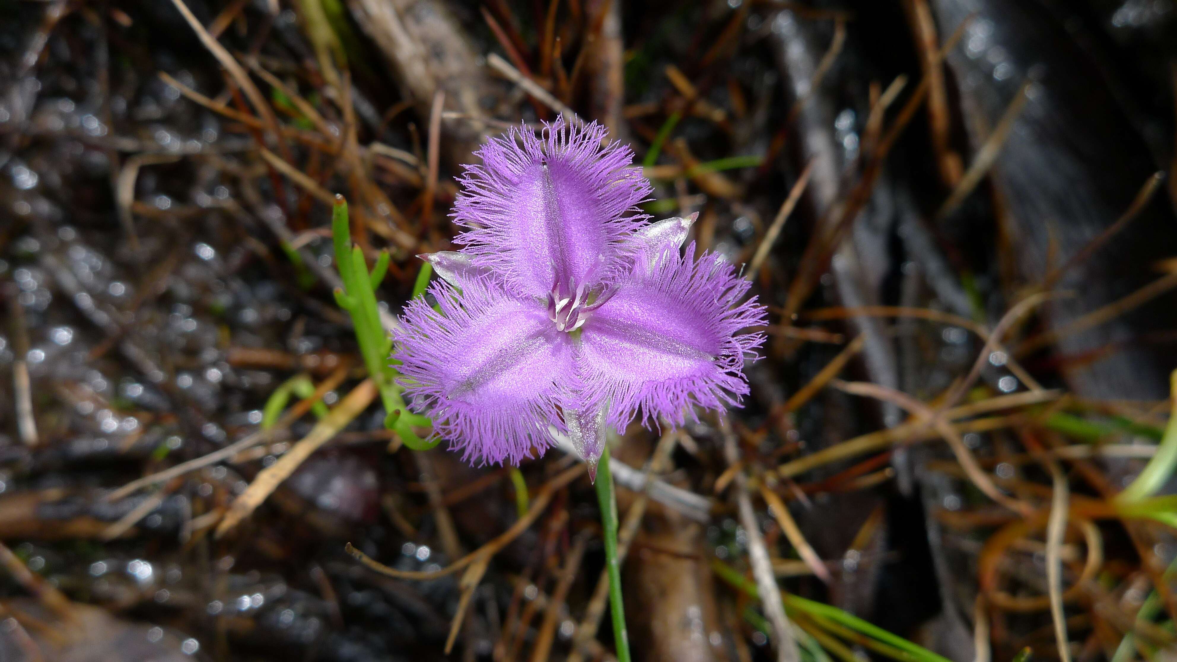 Слика од Thysanotus tuberosus R. Br.