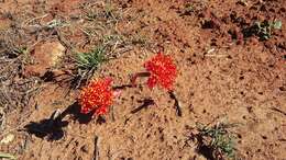 Imagem de Haemanthus coccineus L.