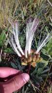 Image de Calliandra brevicaulis Micheli