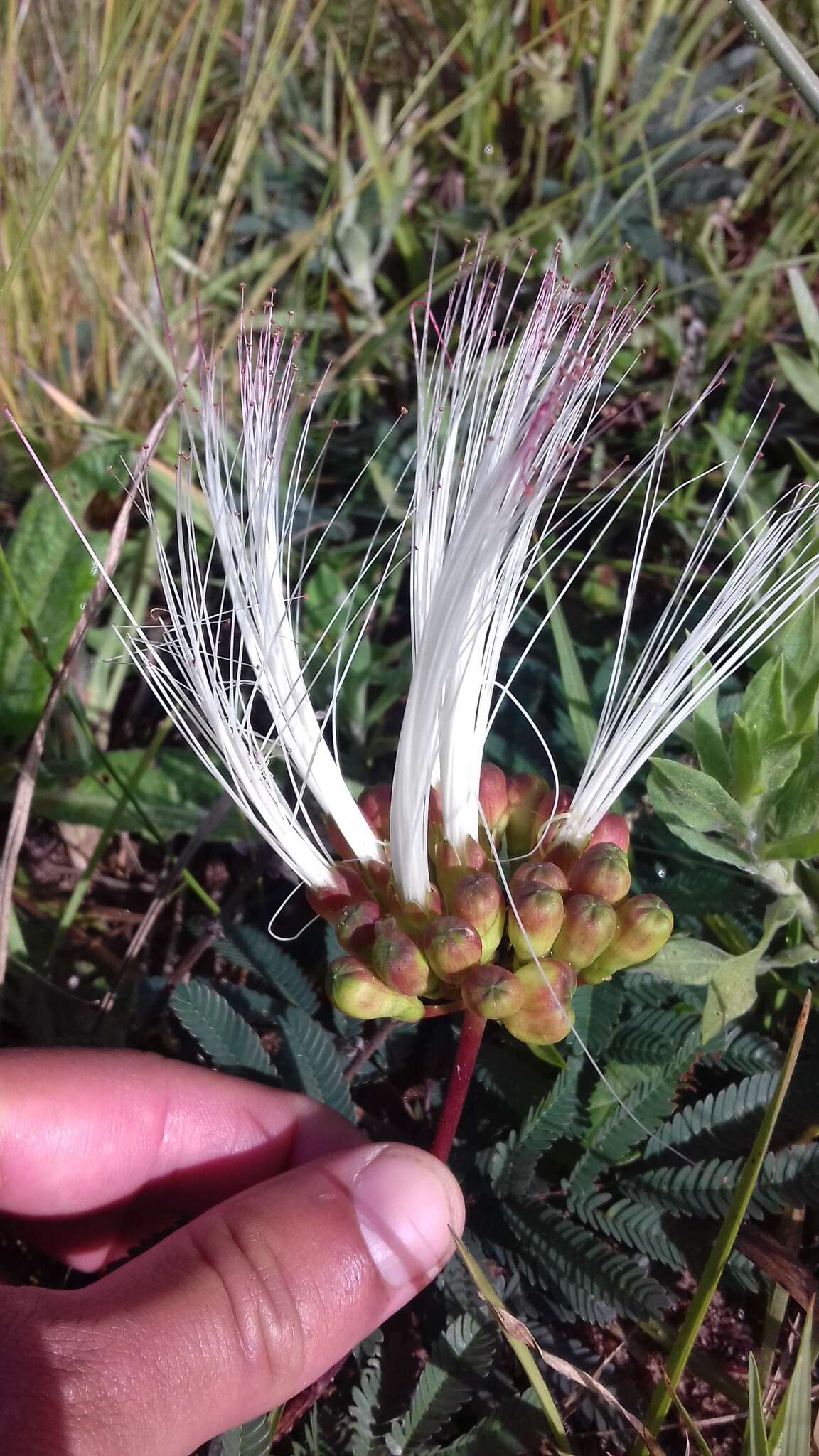 Image de Calliandra brevicaulis Micheli