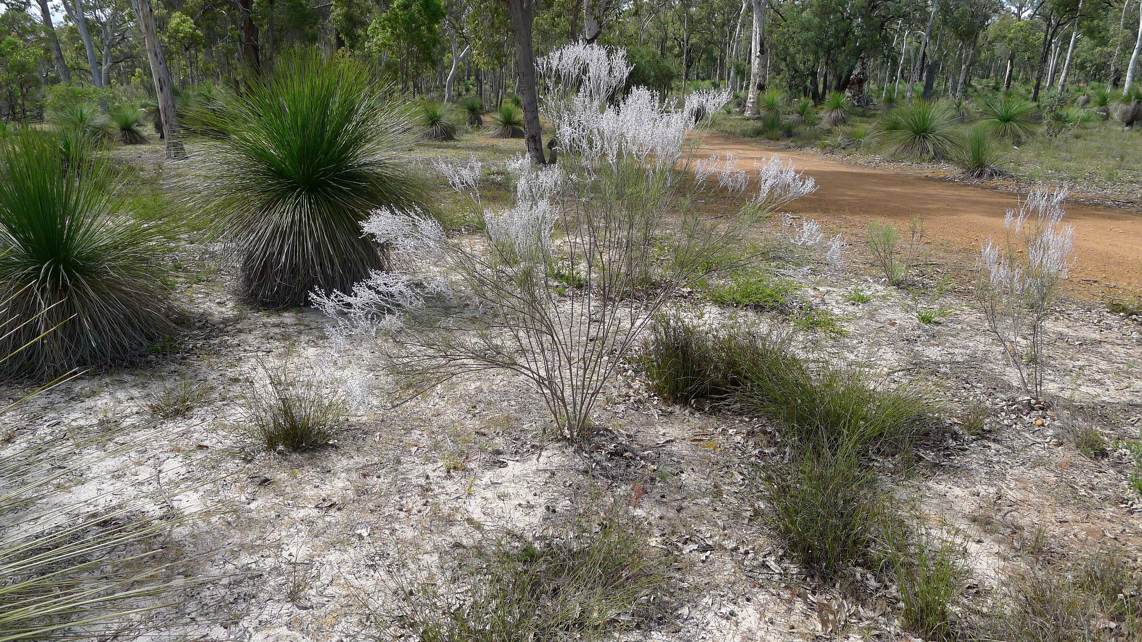 Image of Conospermum triplinervium R. Br.