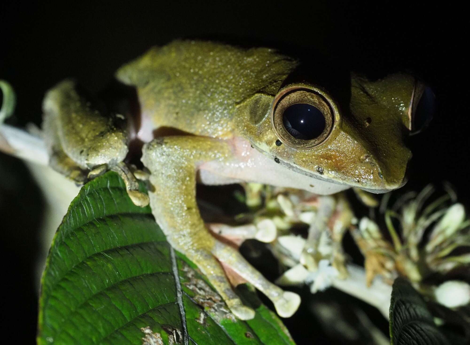 Image of Boophis roseipalmatus Glaw, Köhler, De la Riva, Vieites & Vences 2010