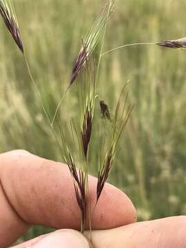 Image of Aristida barbicollis Trin. & Rupr.