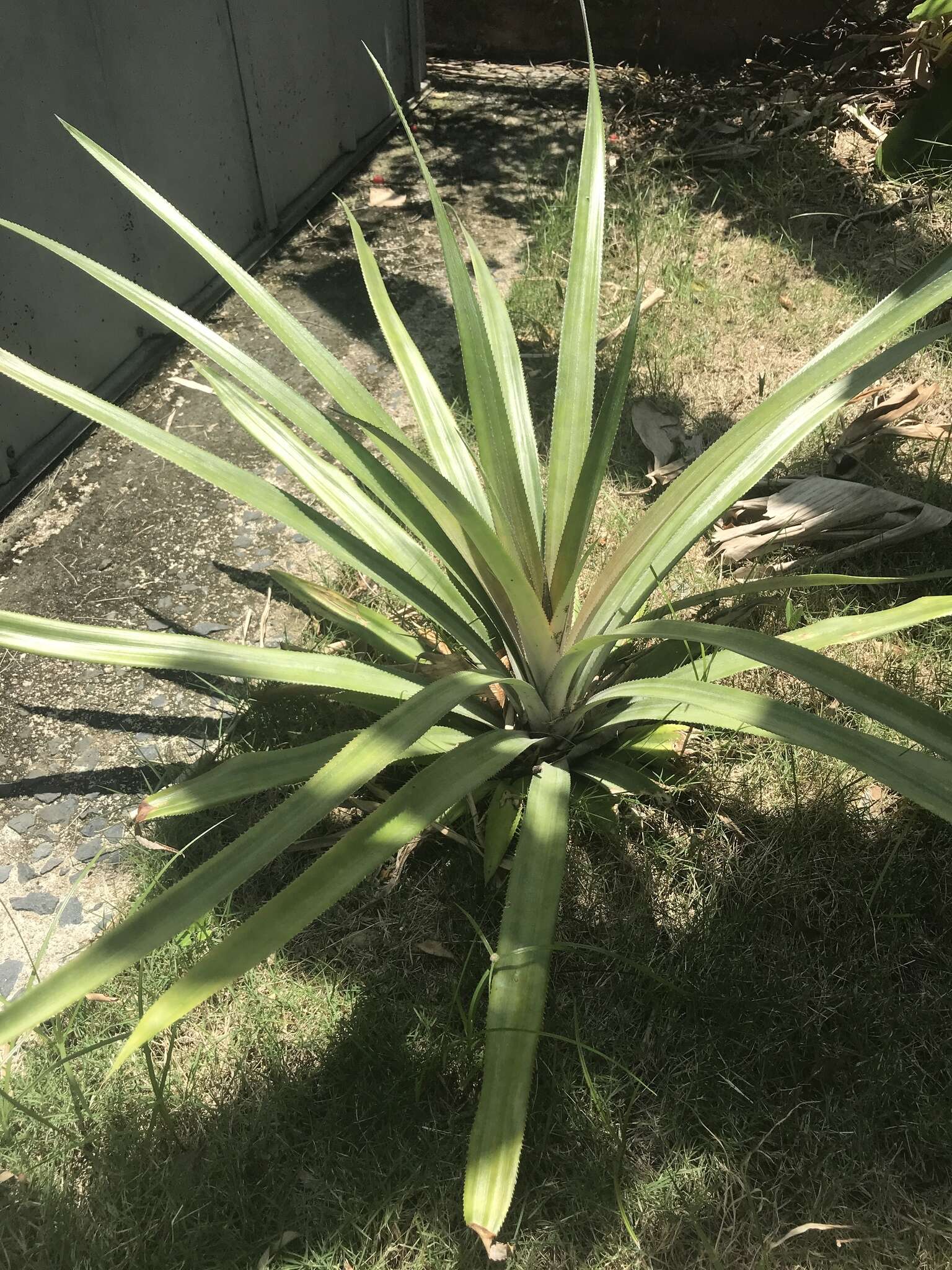 Image of Pineapples