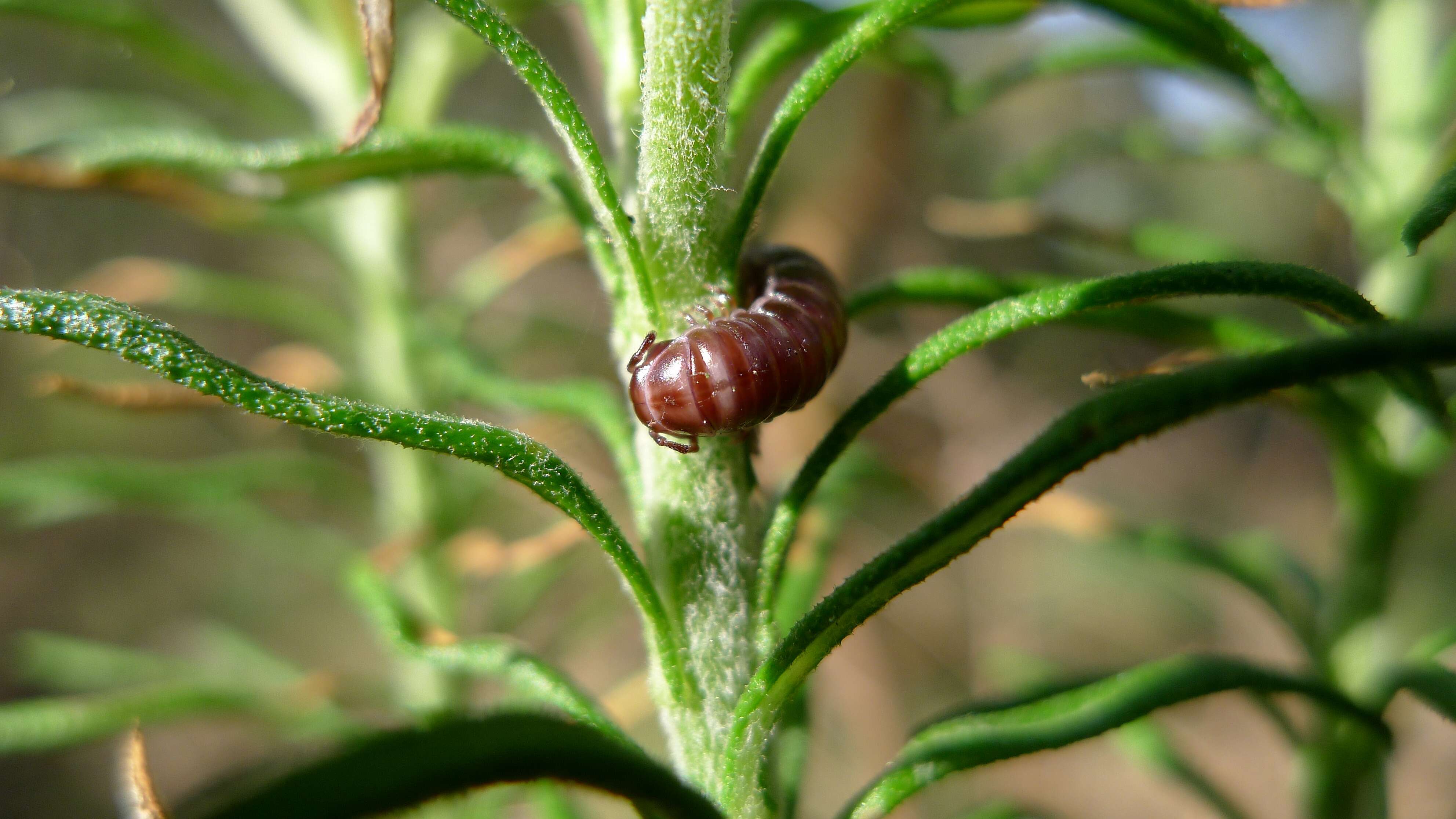 Ozothamnus diosmifolius (Vent.) DC. resmi