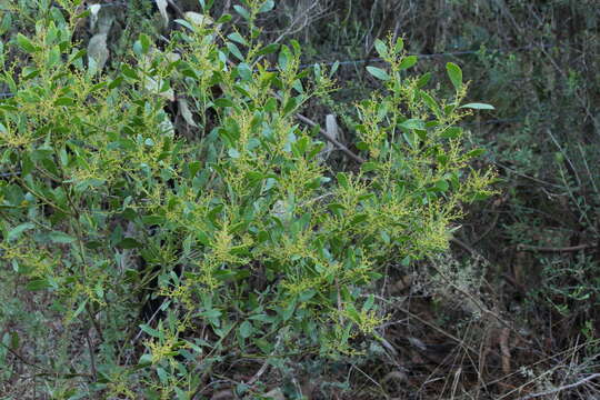 Acacia myrtifolia (Sm.) Willd. resmi