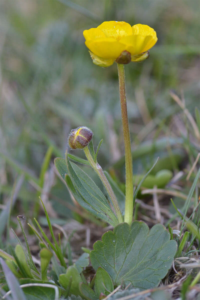 Image of Ranunculus albertii Regel & Schmalh.