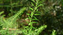 Image of Ozothamnus diosmifolius (Vent.) DC.