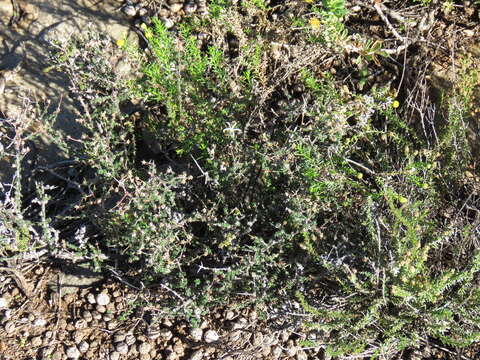 صورة Wahlenbergia nodosa (H. Buek) Lammers