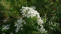 Image of Ozothamnus diosmifolius (Vent.) DC.