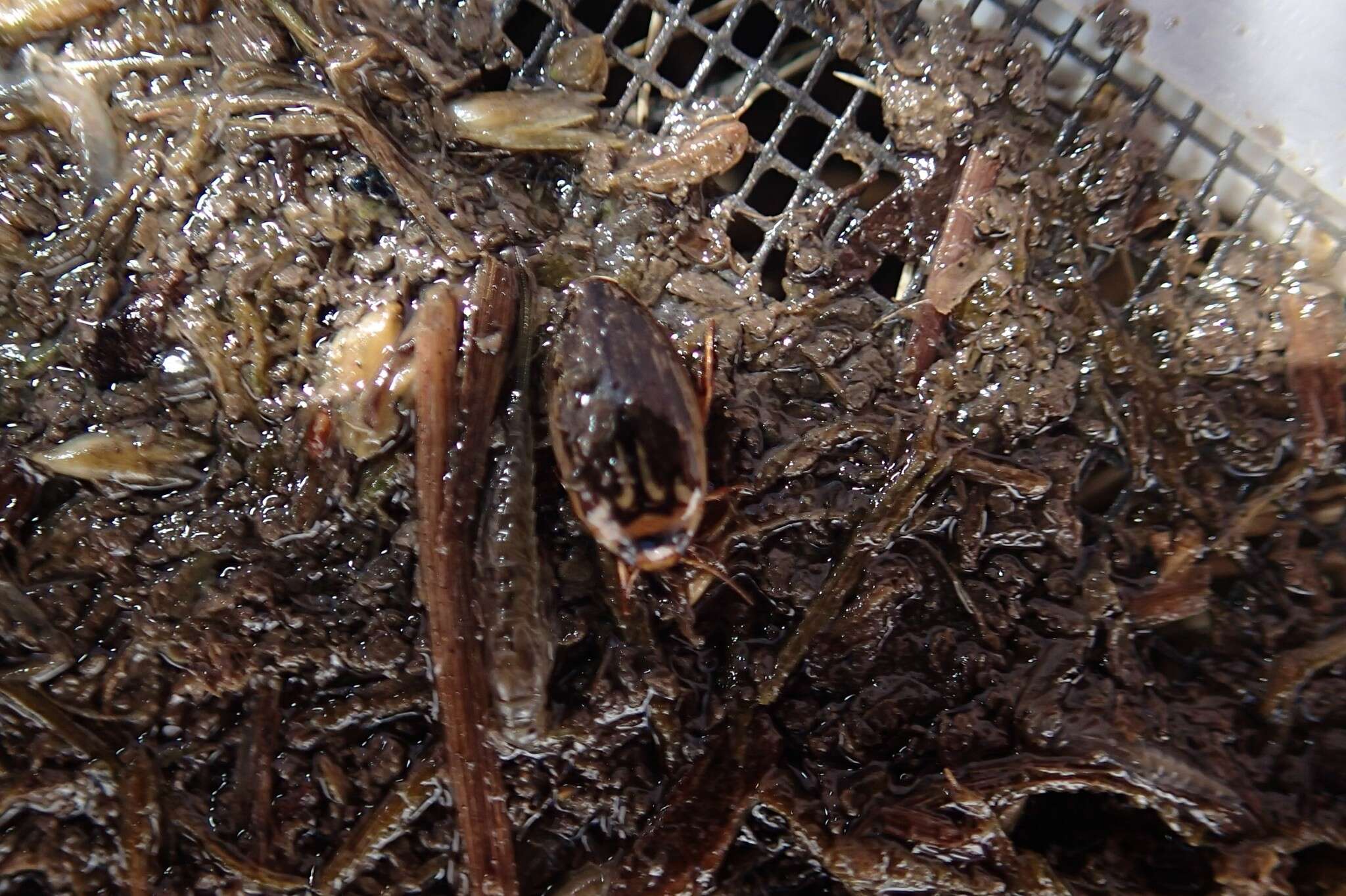 Image of Coptotomus longulus Le Conte 1852