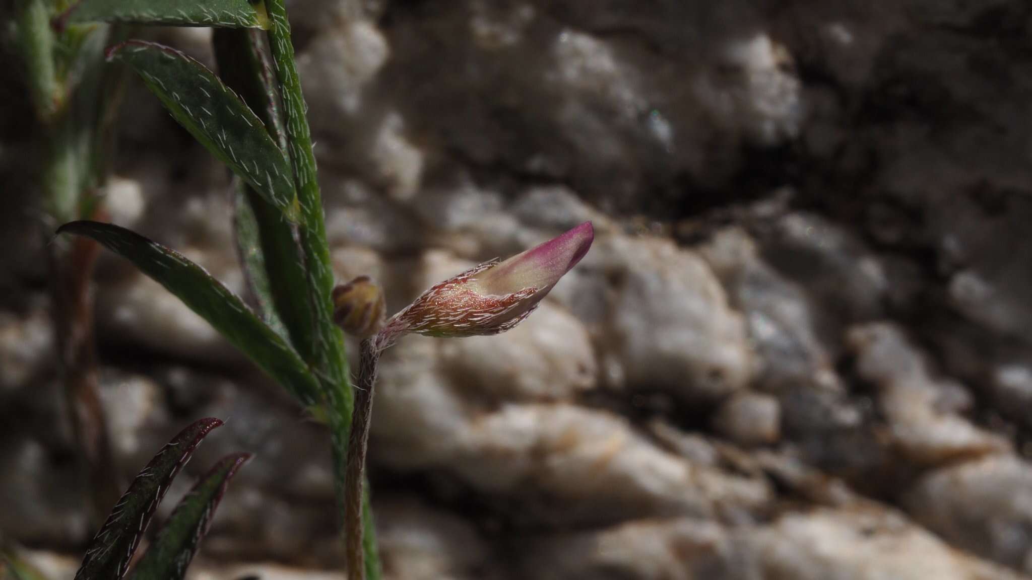 Sivun Astragalus nuttallianus var. imperfectus (Rydb.) Barneby kuva