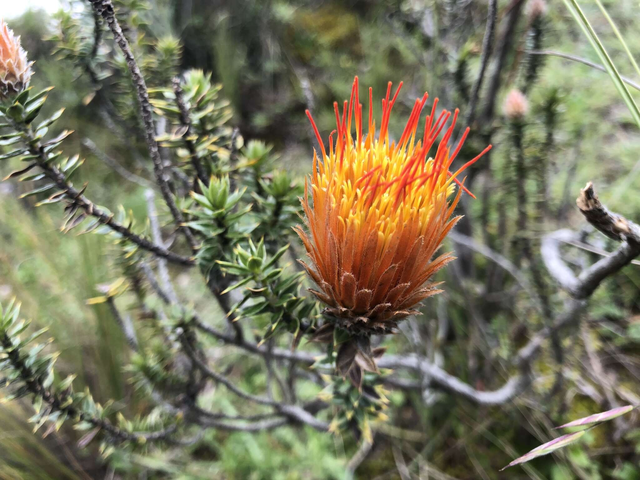 Image of flower of the Andes