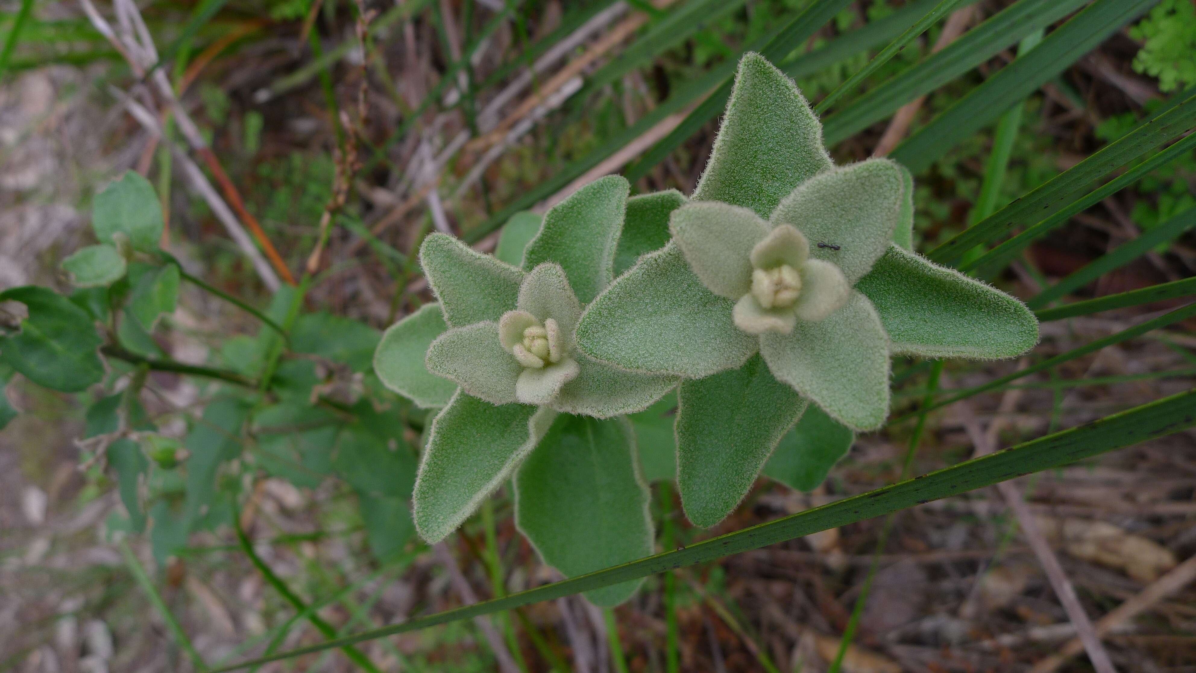 Image of Dampiera purpurea R. Br.