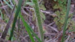 Image of Dampiera purpurea R. Br.