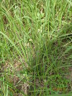 Слика од Erigeron primulifolius (Lam.) Greuter