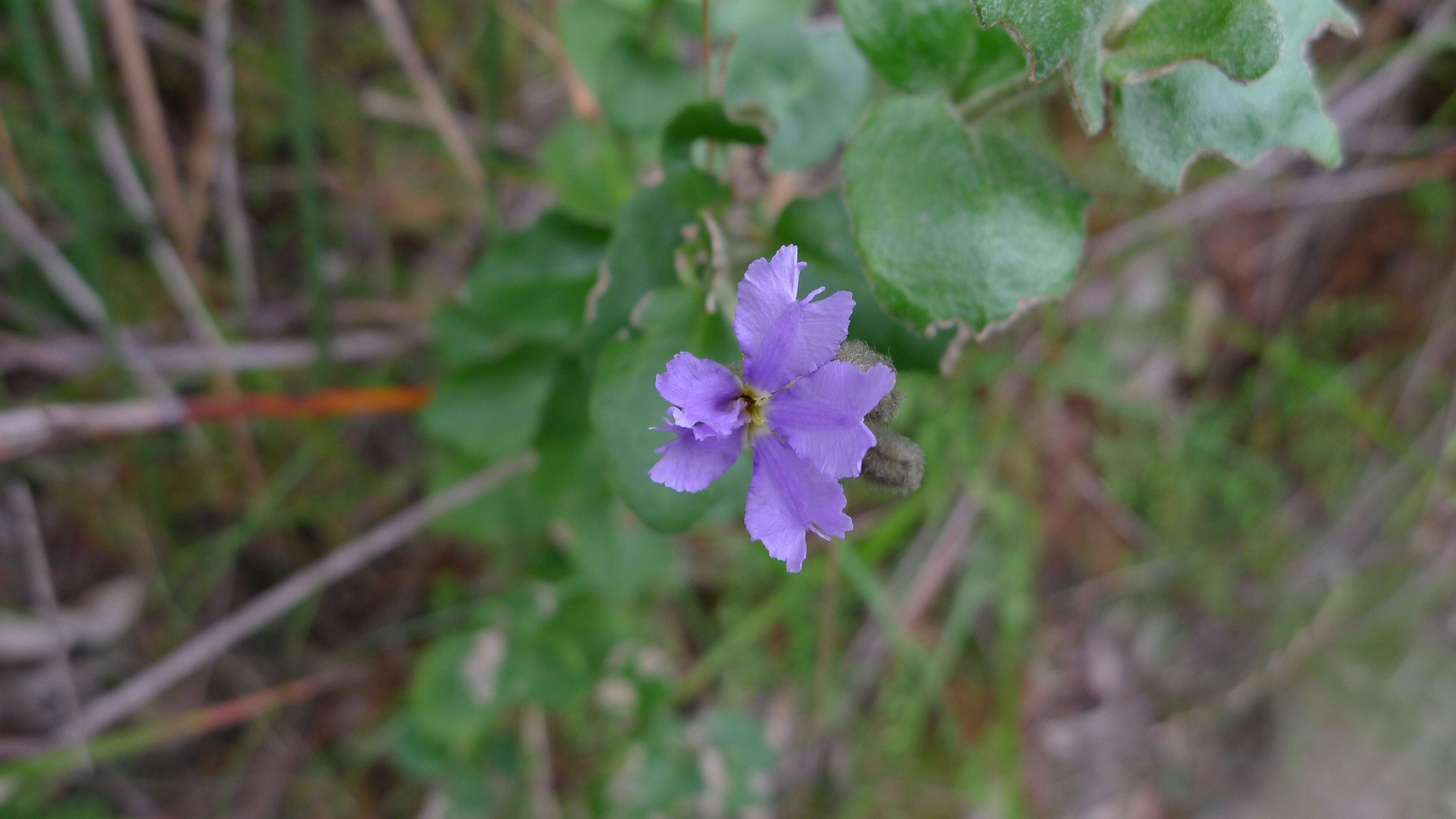 Image of Dampiera purpurea R. Br.