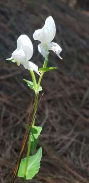 Image of Disperis fanniniae Harv.